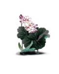 中国风荷叶荷花绘画