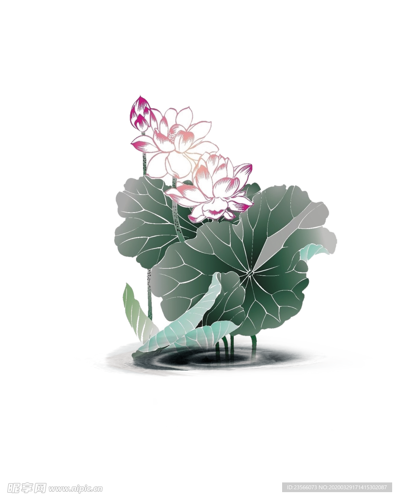 中国风荷叶荷花绘画