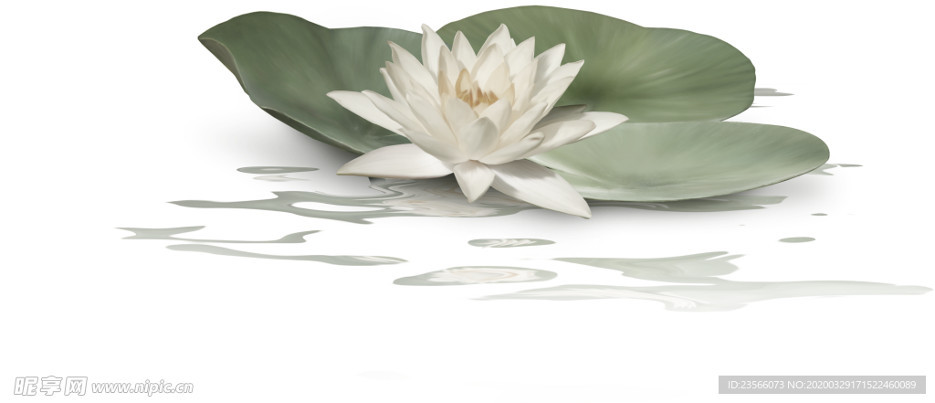 中国风荷叶荷花绘画