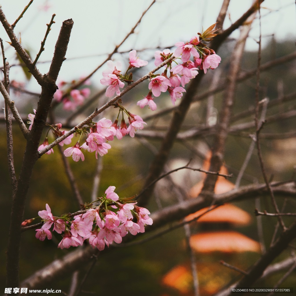 自然风景