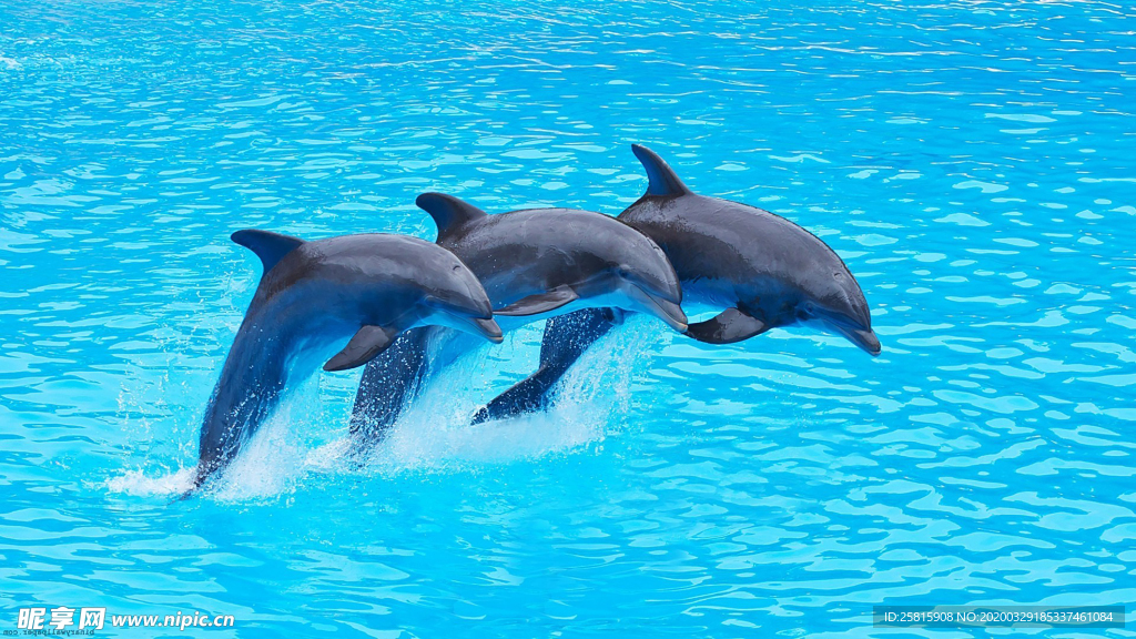 海豚海豚表演图片
