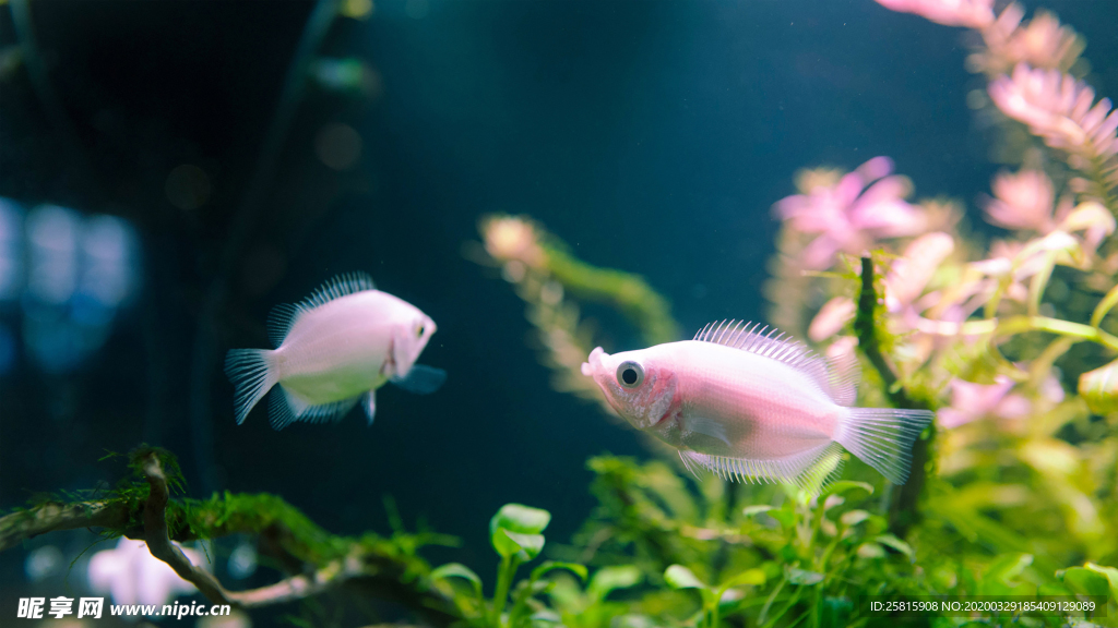 热带鱼观赏鱼海洋水族生物