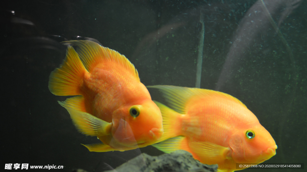 热带鱼观赏鱼海洋水族生物