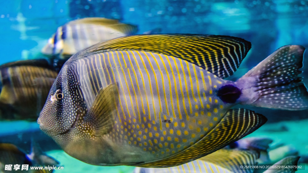 热带鱼观赏鱼海洋水族生物