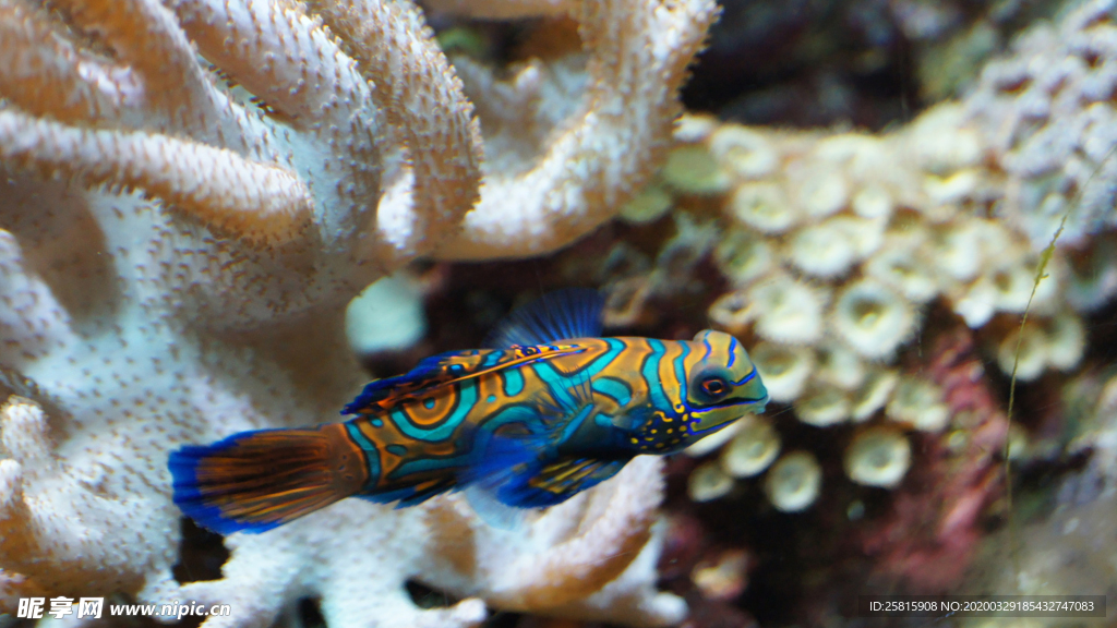 热带鱼观赏鱼海洋水族生物