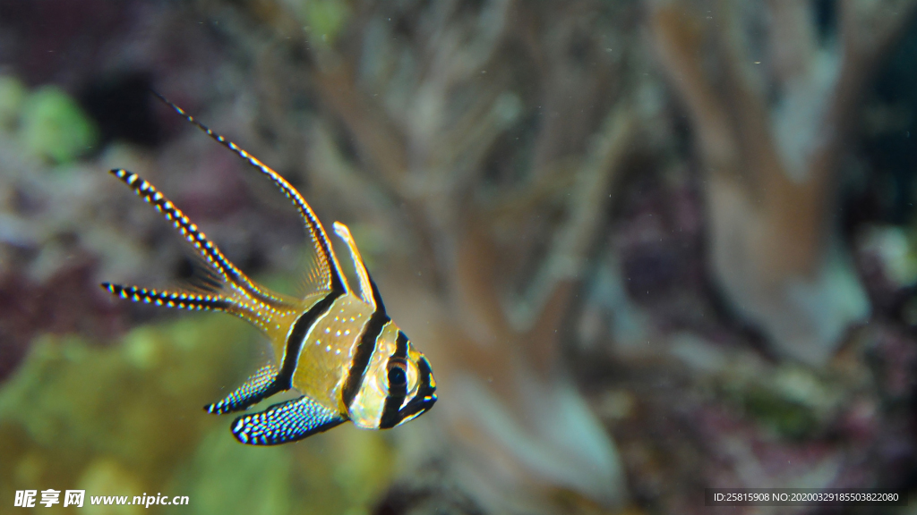 热带鱼观赏鱼海洋水族生物