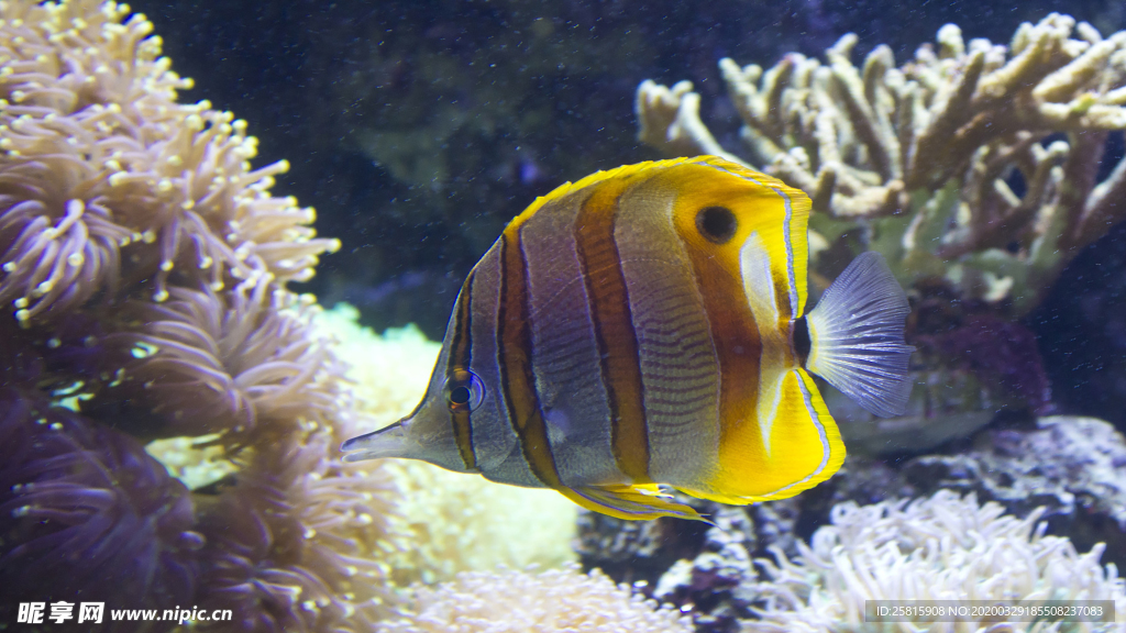 热带鱼观赏鱼海洋水族生物