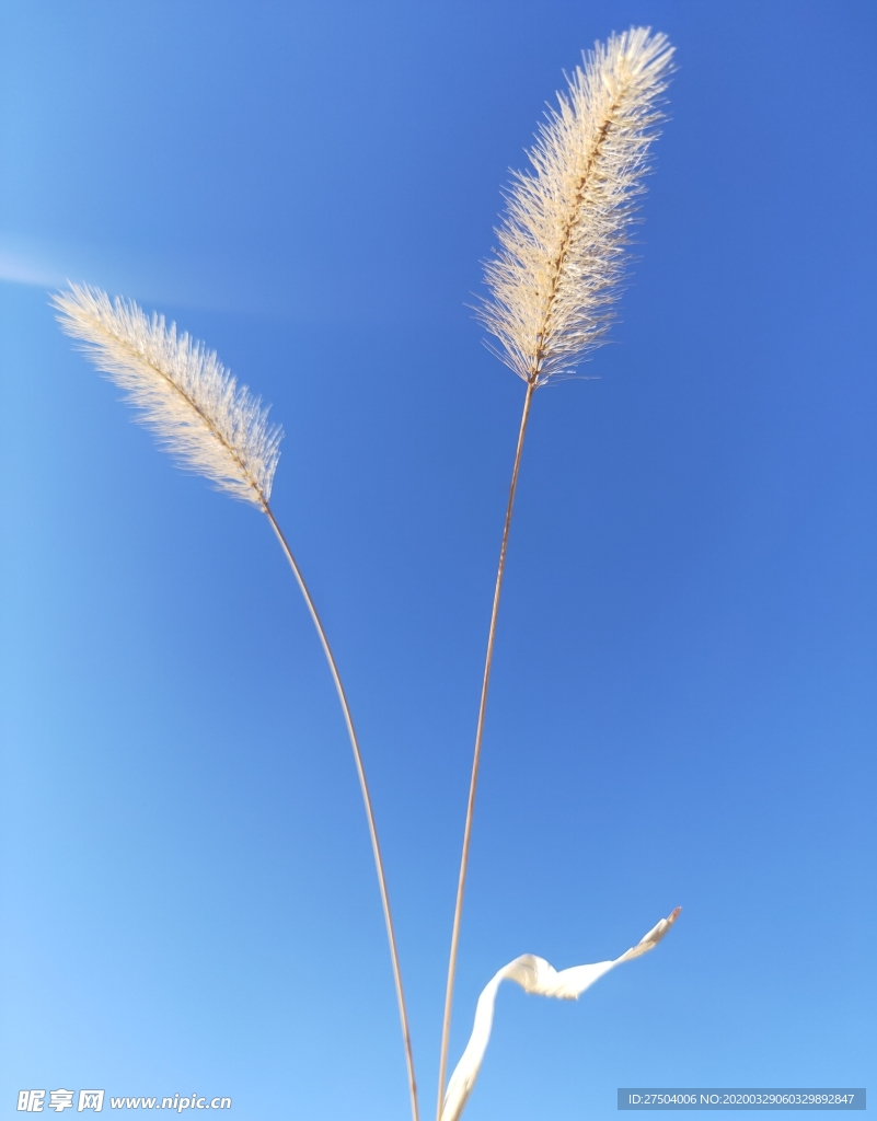 唯美蓝天 狗尾巴草