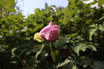 牡丹花