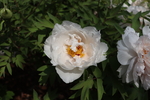 芍药花