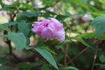 牡丹花图片