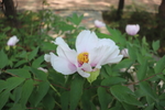 芍药花图片