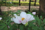 芍药花图片