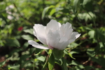 芍药花图片