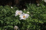 芍药花图片