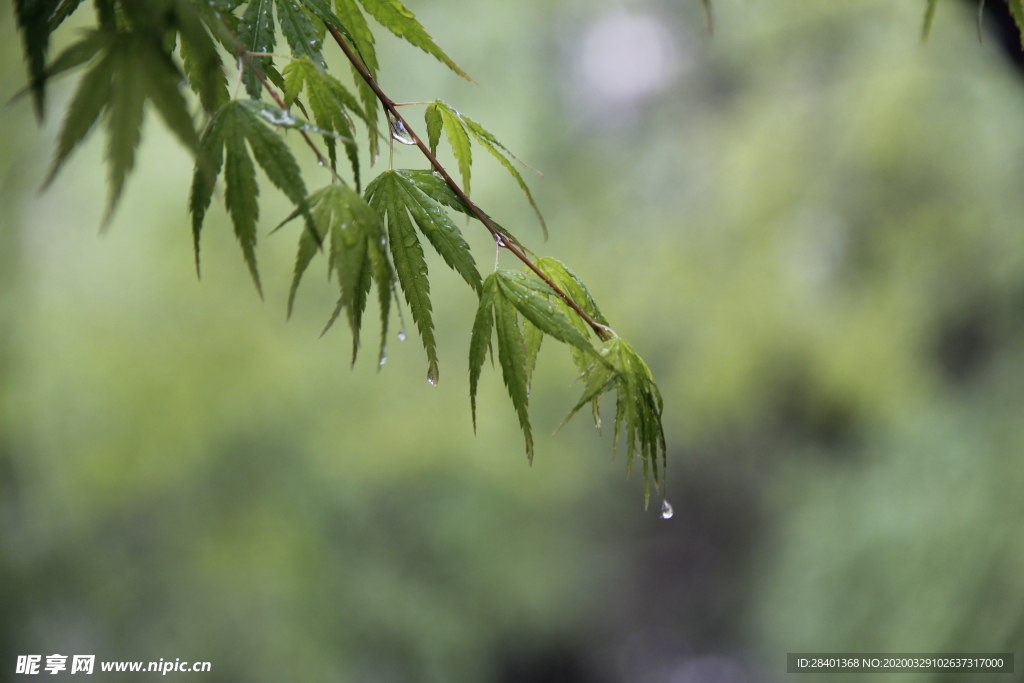 春雨