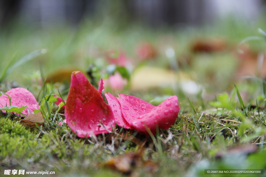 春雨