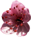 手绘桃花