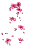 手绘桃花