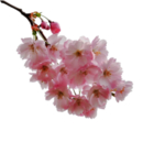 手绘桃花