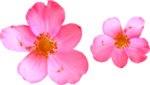 手绘桃花