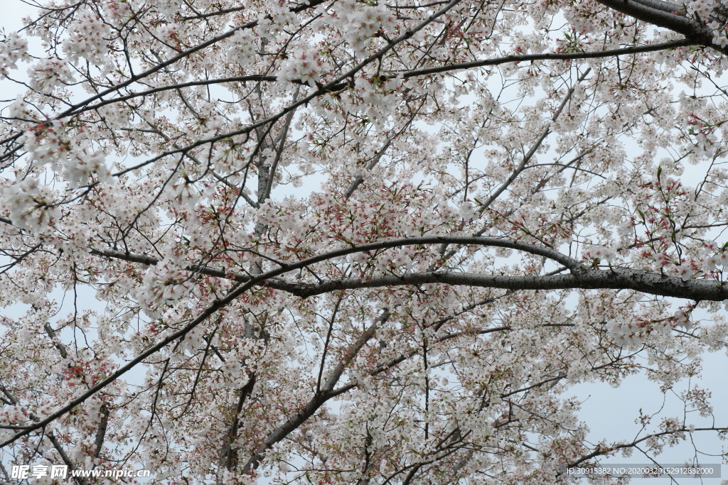 下渚湖 樱花