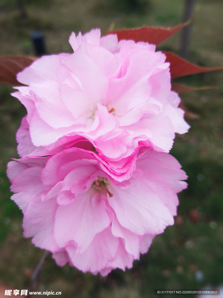 樱花