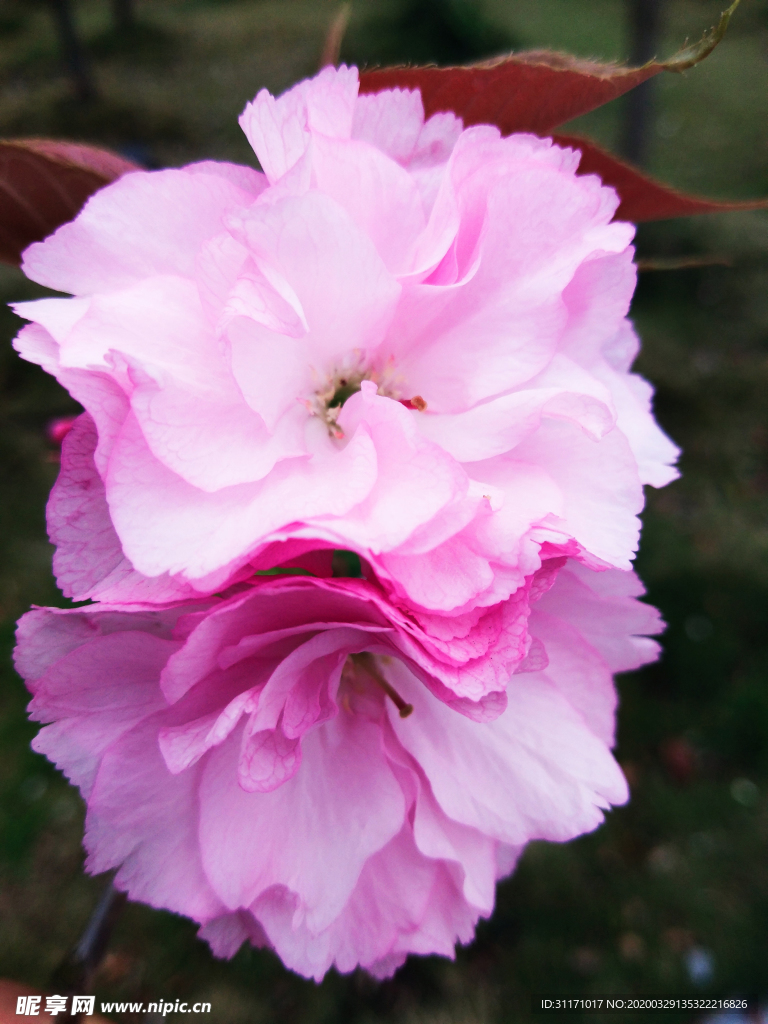 樱花