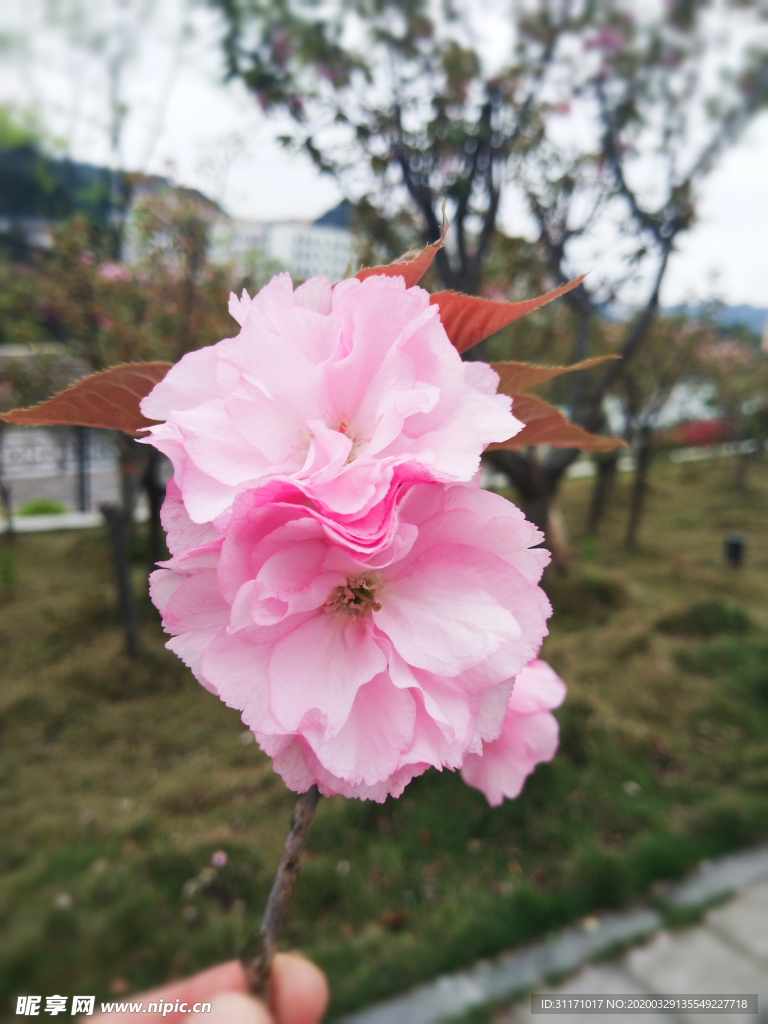 樱花