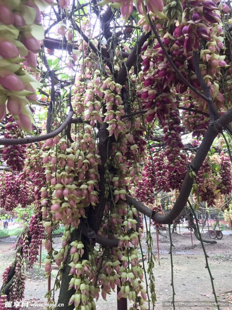 禾雀花