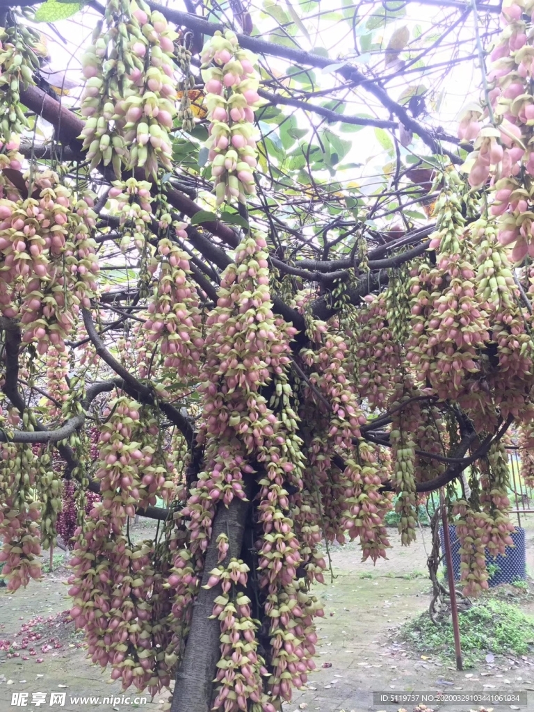 禾雀花