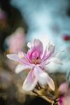 鲜花兰花盛开