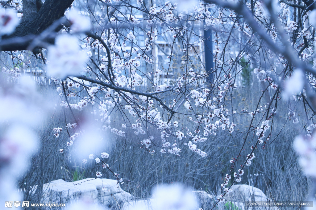 樱花