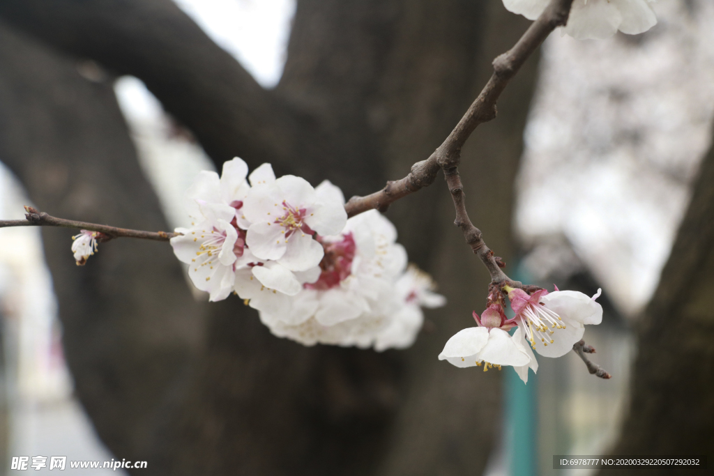 樱花