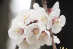 春天盛开花朵