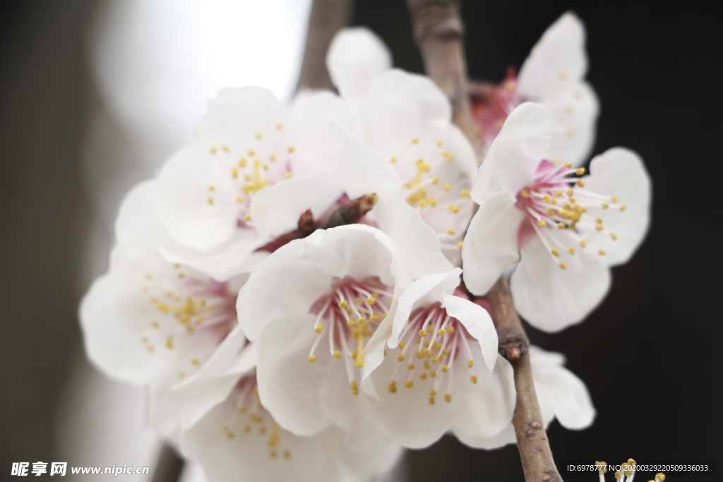 春天盛开花朵