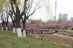 公园景观