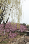 公园景观