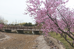 公园桃花