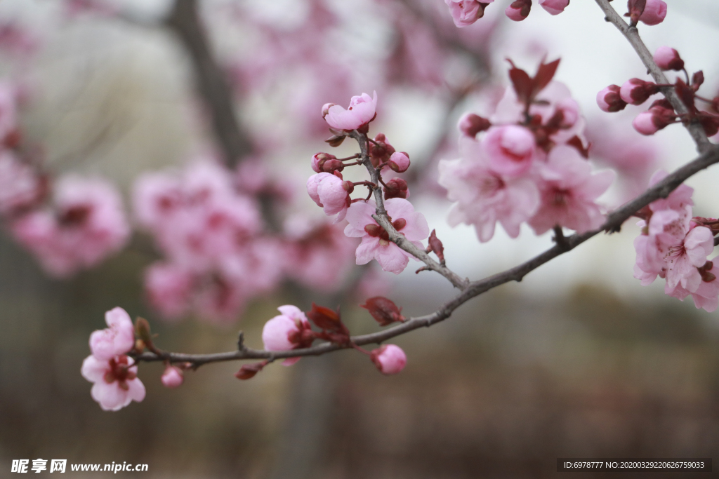 桃花