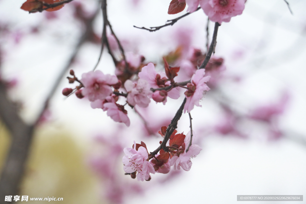 桃花