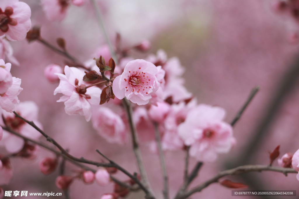 桃花