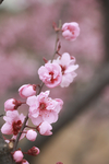 景观桃花