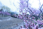 公园桃花