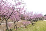 公园桃花