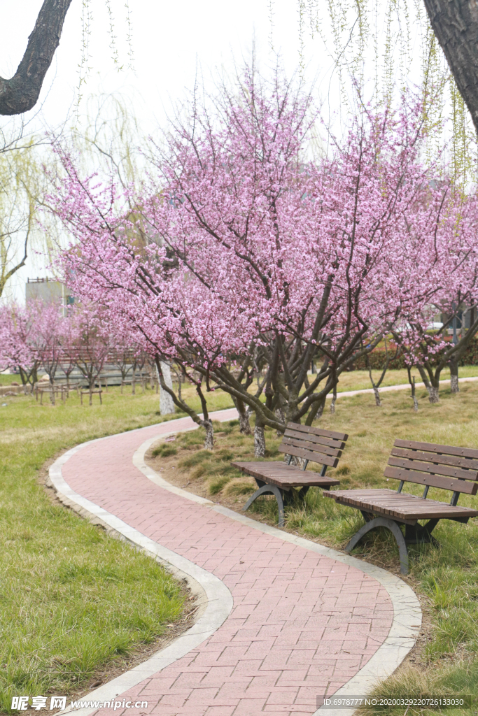 景观桃树