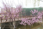 景观桃花