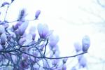 玉兰花