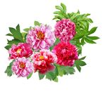 牡丹花