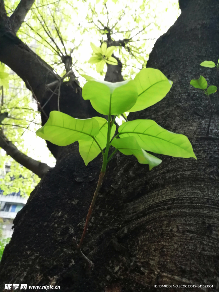 植物